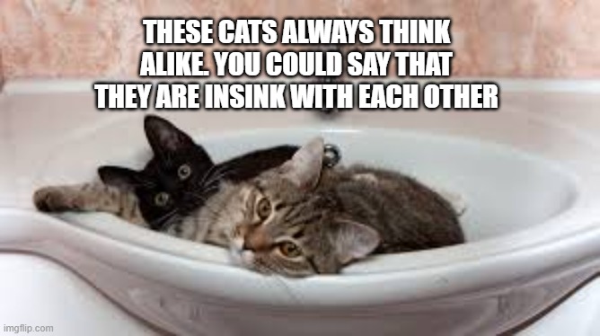Two cat think alike. You could say that they are in sink with each other. | THESE CATS ALWAYS THINK ALIKE. YOU COULD SAY THAT THEY ARE INSINK WITH EACH OTHER | image tagged in cat,kittens,funny,humor,play on words,cat meme | made w/ Imgflip meme maker