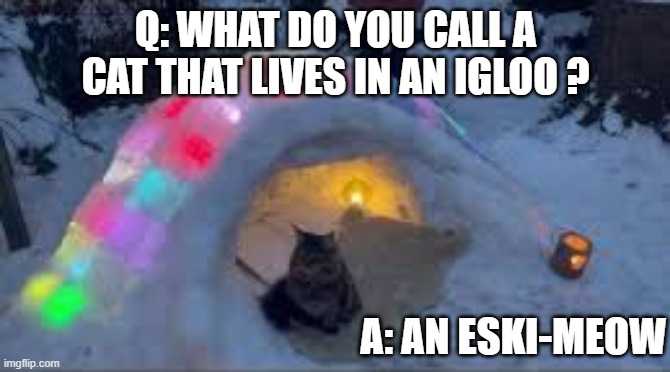 What do you call a cat that lives in an igloo?   --  funny  -- | Q: WHAT DO YOU CALL A CAT THAT LIVES IN AN IGLOO ? A: AN ESKI-MEOW | image tagged in cat,kittens,funny,humor,play on words | made w/ Imgflip meme maker