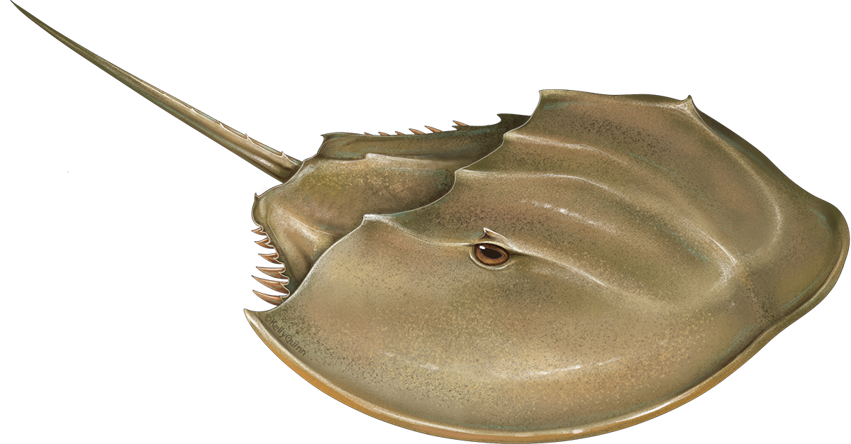 Horseshoe Crab Blank Meme Template
