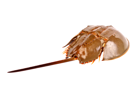 Horseshoe Crab Back Blank Meme Template