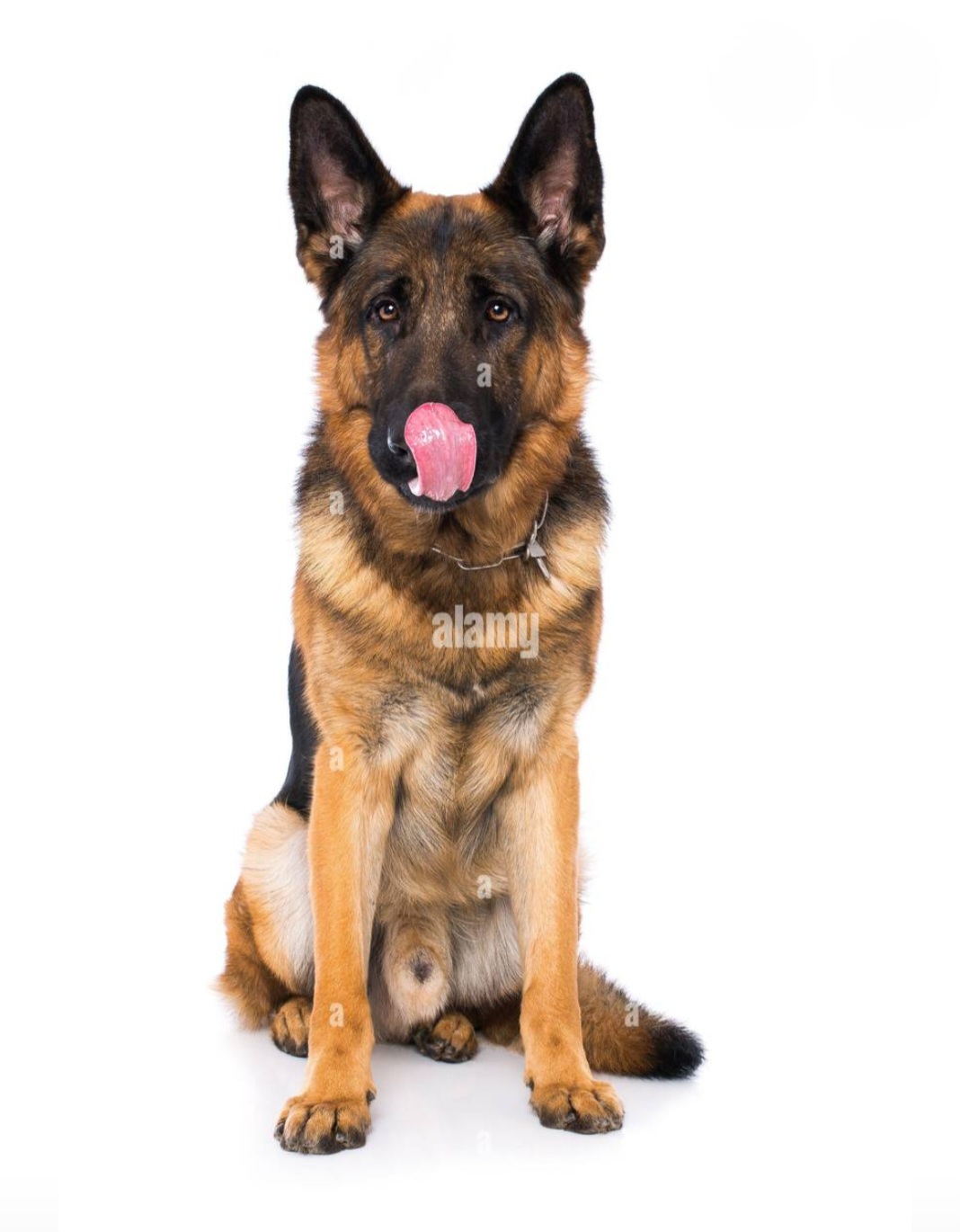 Groundhog  Day Blank Meme Template