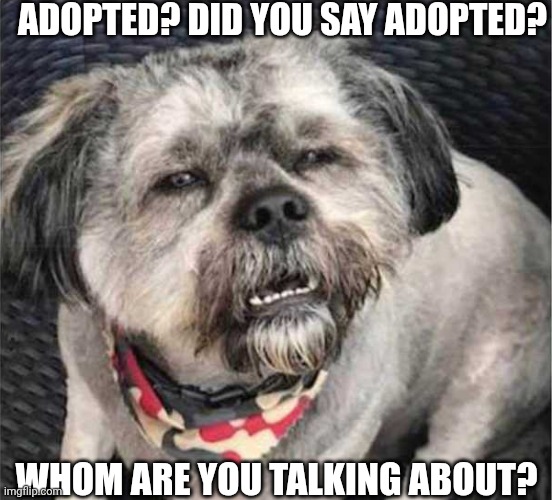 confused dog | ADOPTED? DID YOU SAY ADOPTED? WHOM ARE YOU TALKING ABOUT? | image tagged in confused dog | made w/ Imgflip meme maker