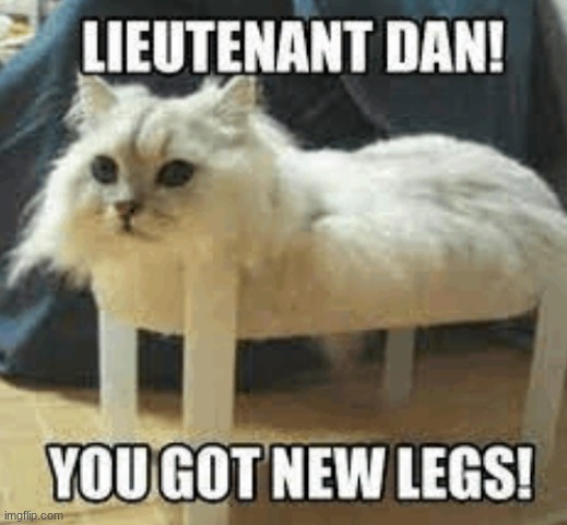random cat shi | image tagged in cat,dumb,memes | made w/ Imgflip meme maker