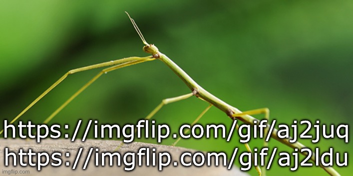 freaky meme plug | https://imgflip.com/gif/aj2juq; https://imgflip.com/gif/aj2ldu | image tagged in thewalkingstick template,msmg | made w/ Imgflip meme maker