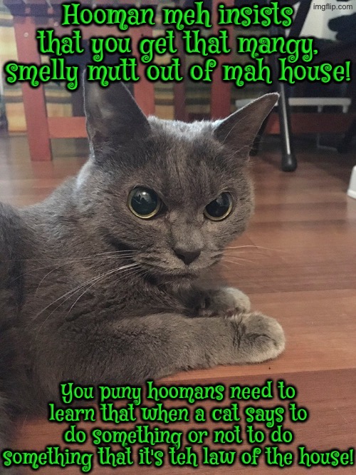 Get That Mangy Mutt Out Of Mah House | Hooman meh insists that you get that mangy, smelly mutt out of mah house! You puny hoomans need to learn that when a cat says to do something or not to do something that it's teh law of the house! | image tagged in cats,funny cats,dogs,obey,superior royalty,you have sinned child prepare to feel the sweet embrace of death | made w/ Imgflip meme maker