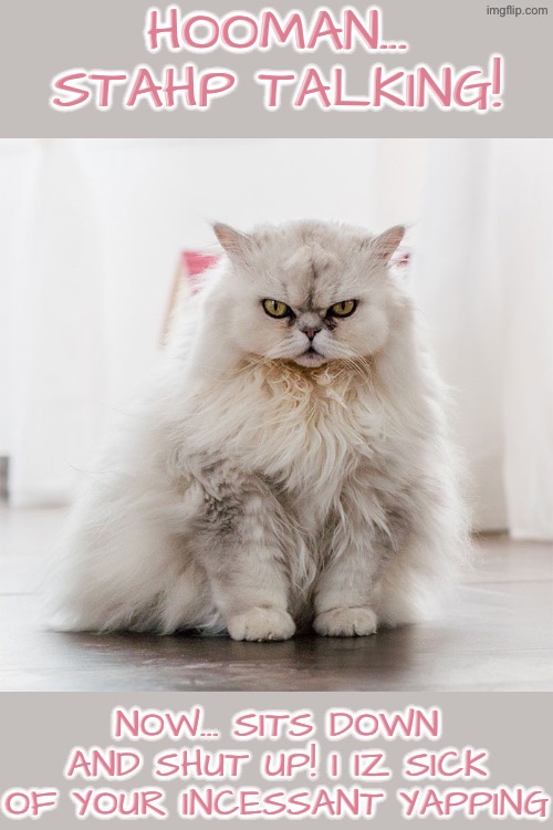 Stahp Your Incessant Yapping | HOOMAN... STAHP TALKING! NOW... SITS DOWN AND SHUT UP! I IZ SICK OF YOUR INCESSANT YAPPING | image tagged in cats,funny cats,angry cat,sit down,shut up,stop it | made w/ Imgflip meme maker