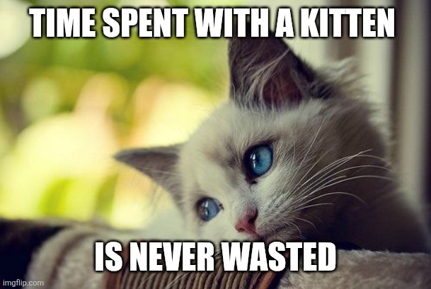 Time with Kitten | TIME SPENT WITH A KITTEN; IS NEVER WASTED | image tagged in memes,first world problems cat | made w/ Imgflip meme maker