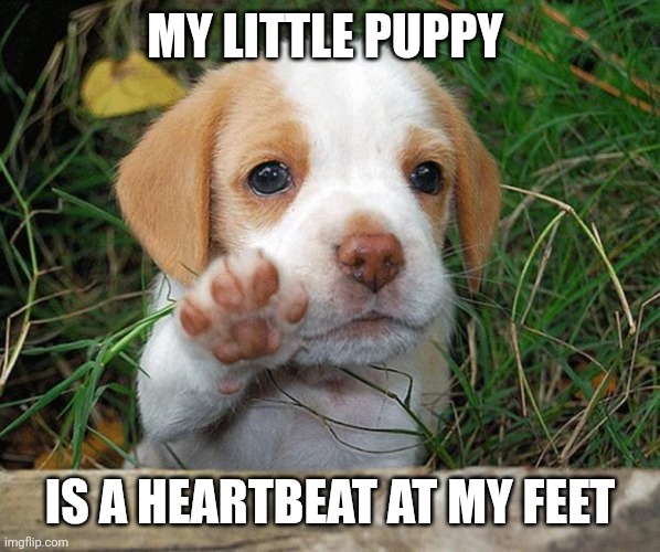 Cute puppy | MY LITTLE PUPPY; IS A HEARTBEAT AT MY FEET | image tagged in dog puppy bye | made w/ Imgflip meme maker