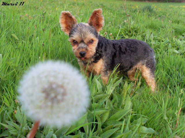 yorkshire terrier Blank Meme Template