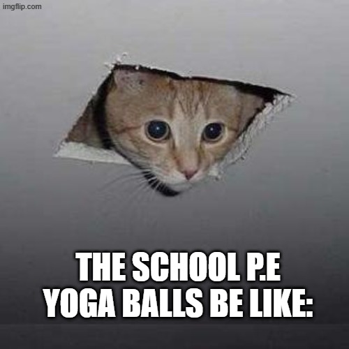 cat | THE SCHOOL P.E YOGA BALLS BE LIKE: | image tagged in memes,ceiling cat | made w/ Imgflip meme maker
