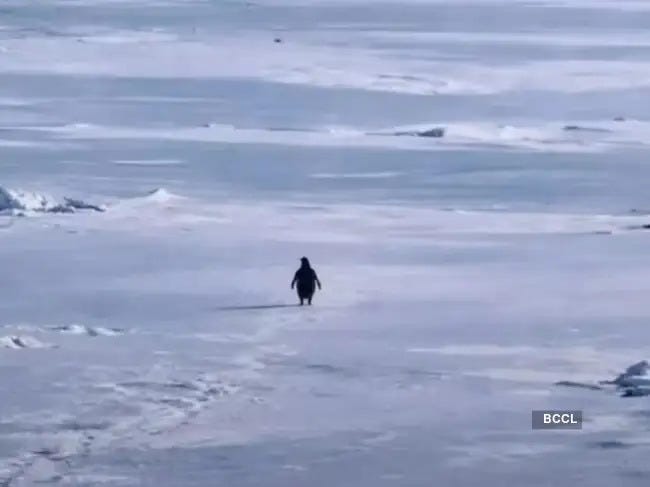 Penguin march Blank Meme Template