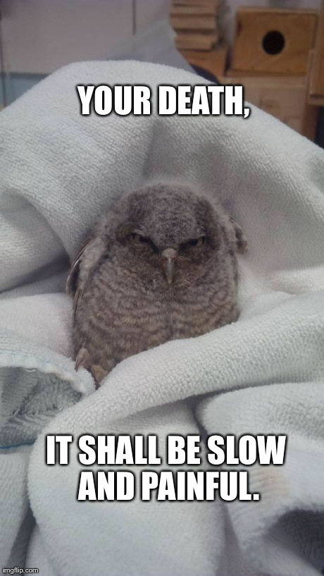Angry Owlet. | YOUR DEATH, IT SHALL BE SLOW AND PAINFUL. | image tagged in angry owlet | made w/ Imgflip meme maker