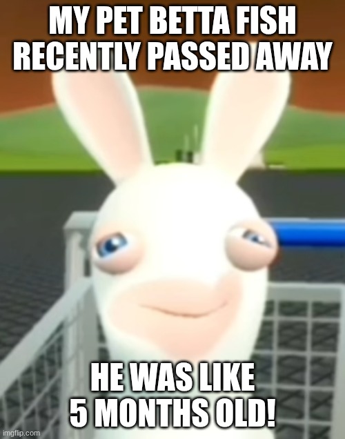 WHY?!?! | MY PET BETTA FISH RECENTLY PASSED AWAY; HE WAS LIKE 5 MONTHS OLD! | image tagged in why,fish,rip | made w/ Imgflip meme maker