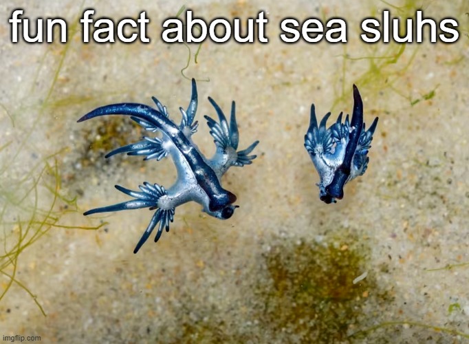 blue dragon sea slug | fun fact about sea sluhs | image tagged in blue dragon sea slug | made w/ Imgflip meme maker