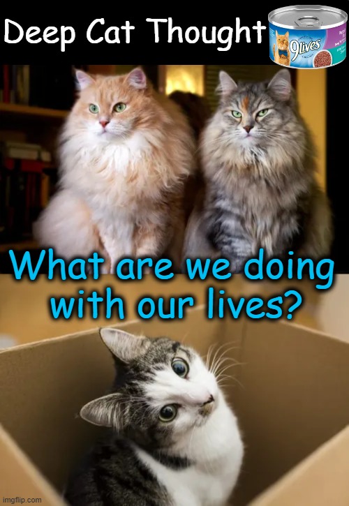 Food For Thought | Deep Cat Thought; What are we doing 
with our lives? | image tagged in smart cat,nine lives,what am i doing with my life,life lessons,food for thought,deep thoughts with the deep | made w/ Imgflip meme maker
