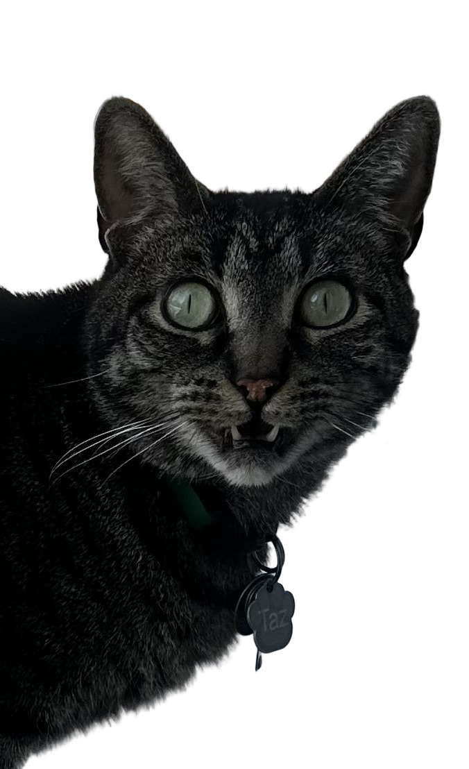 Shocked Cat Blank Meme Template