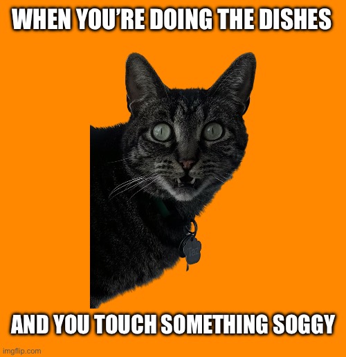 Shocked Cat | WHEN YOU’RE DOING THE DISHES; AND YOU TOUCH SOMETHING SOGGY | image tagged in make your own meme | made w/ Imgflip meme maker