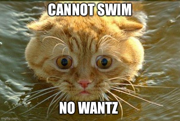 scared swimming cat  | CANNOT SWIM; NO WANTZ | image tagged in scared swimming cat | made w/ Imgflip meme maker