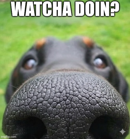 Whatcha Doin? | WATCHA DOIN? | image tagged in chrisjoines1 | made w/ Imgflip meme maker