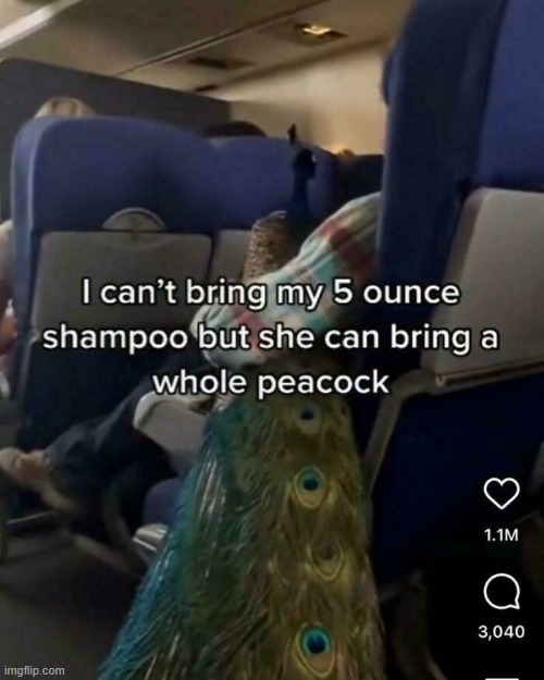 peacock | image tagged in what | made w/ Imgflip meme maker
