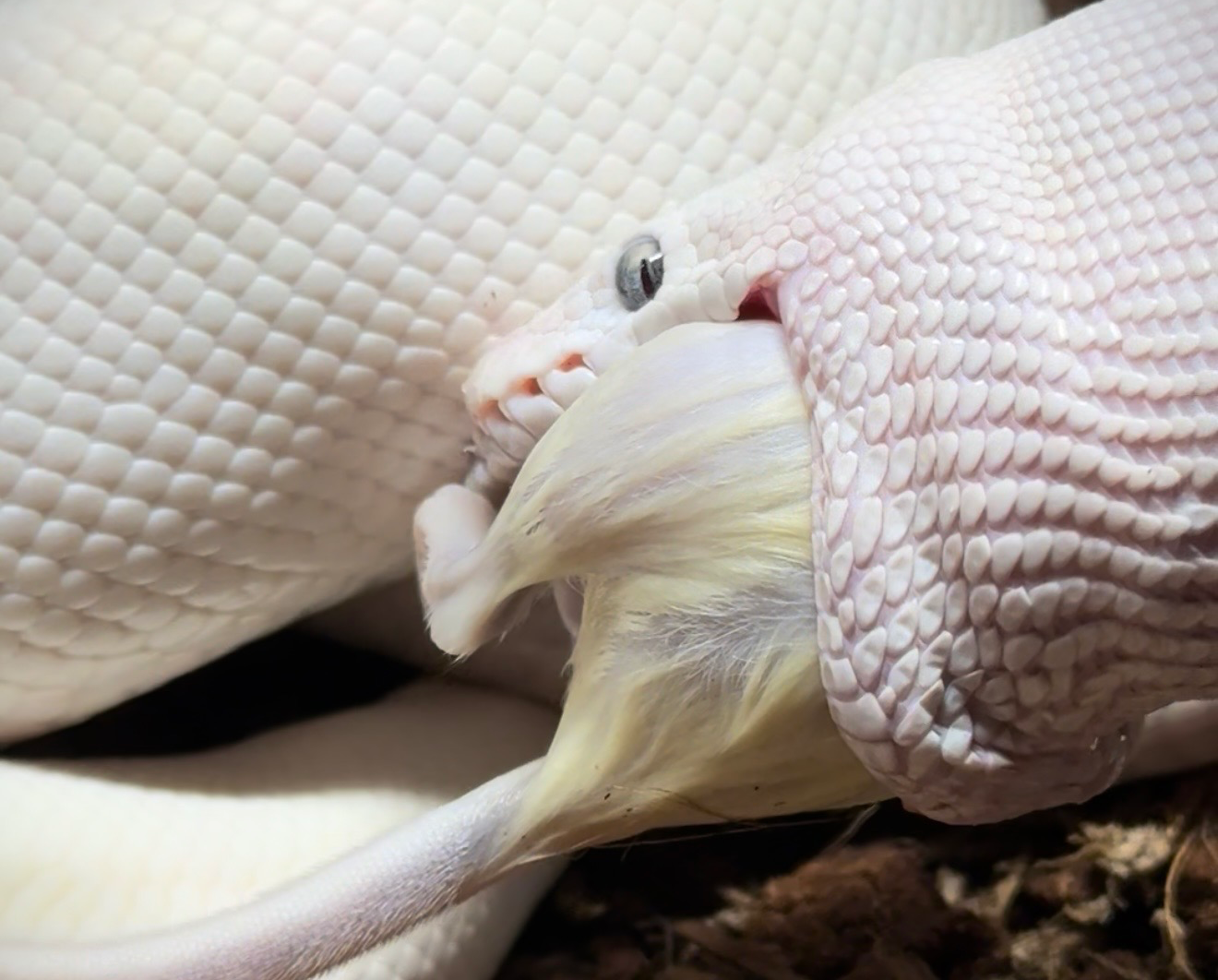 Snake eating Blank Meme Template