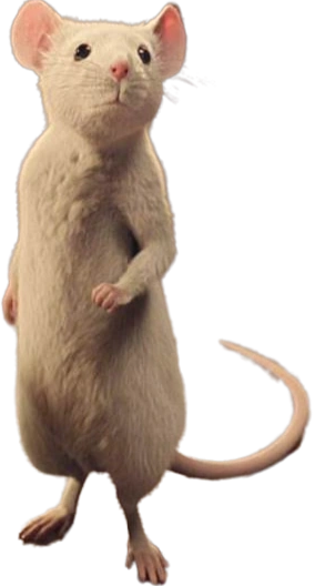 Mary Blank Meme Template