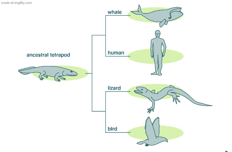 Lore dump | image tagged in evolution | made w/ Imgflip meme maker