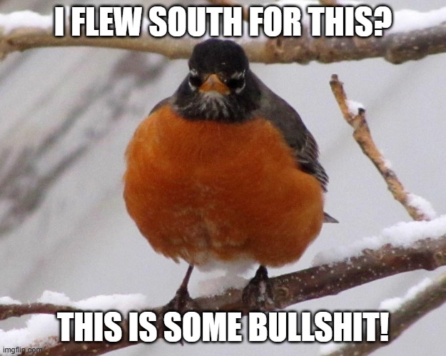 I flew south for this? | I FLEW SOUTH FOR THIS? THIS IS SOME BULLSHIT! | image tagged in mad robin in snow | made w/ Imgflip meme maker