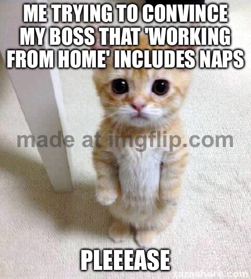 ME TRYING TO CONVINCE MY BOSS THAT 'WORKING FROM HOME' INCLUDES NAPS; PLEEEASE | ME TRYING TO CONVINCE MY BOSS THAT 'WORKING FROM HOME' INCLUDES NAPS; PLEEEASE | image tagged in memes,cute cat,work from home,scumbag boss,work,nap | made w/ Imgflip meme maker