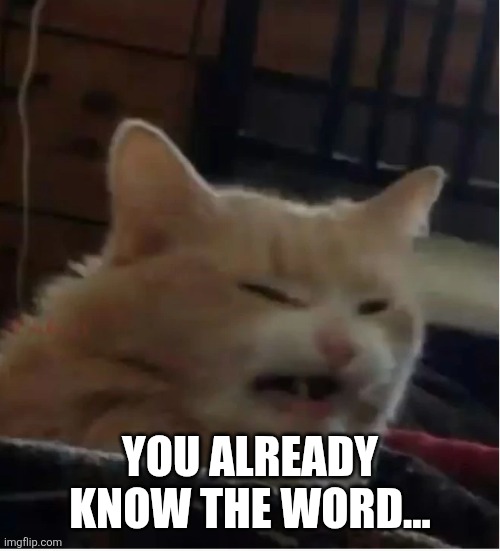 Cat Uncum | YOU ALREADY KNOW THE WORD... | image tagged in cat uncum | made w/ Imgflip meme maker
