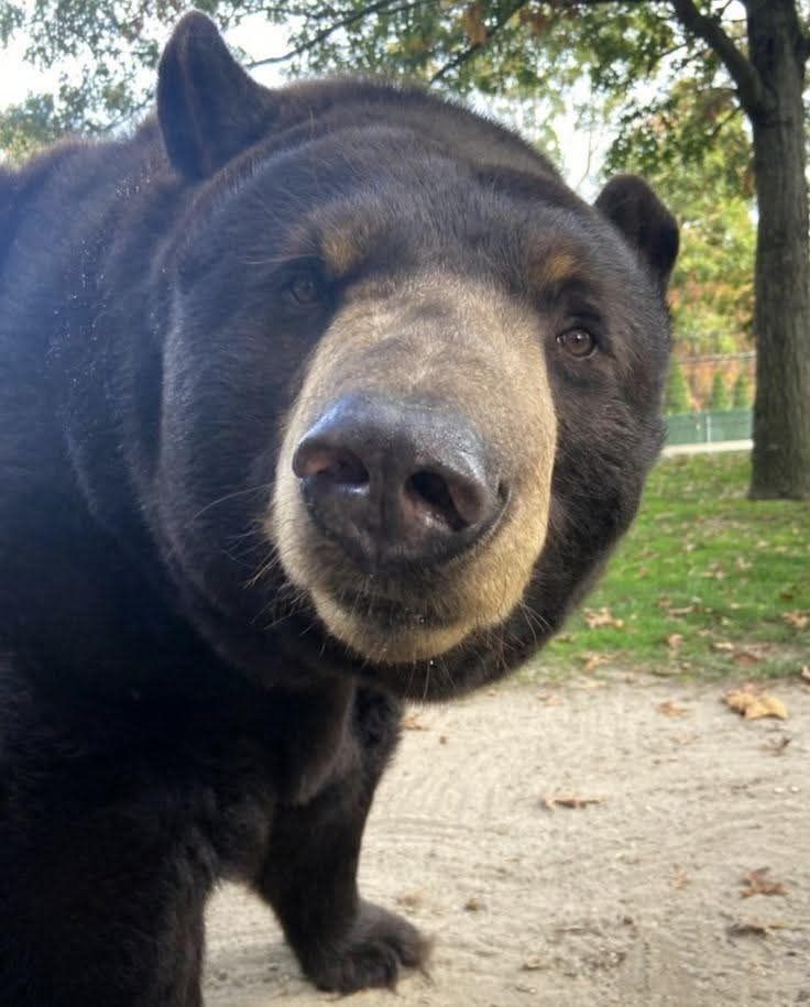 Nose Bear Blank Meme Template