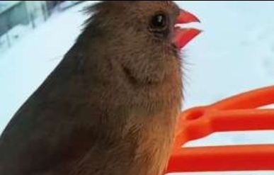 bird Blank Meme Template