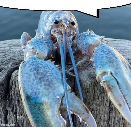 The Blue Lobster | image tagged in the blue lobster | made w/ Imgflip meme maker