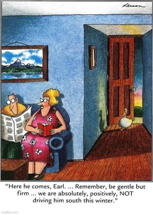 A lazy duck… | image tagged in the far side,comics,duck,go south,drive,refuse to do it | made w/ Imgflip meme maker