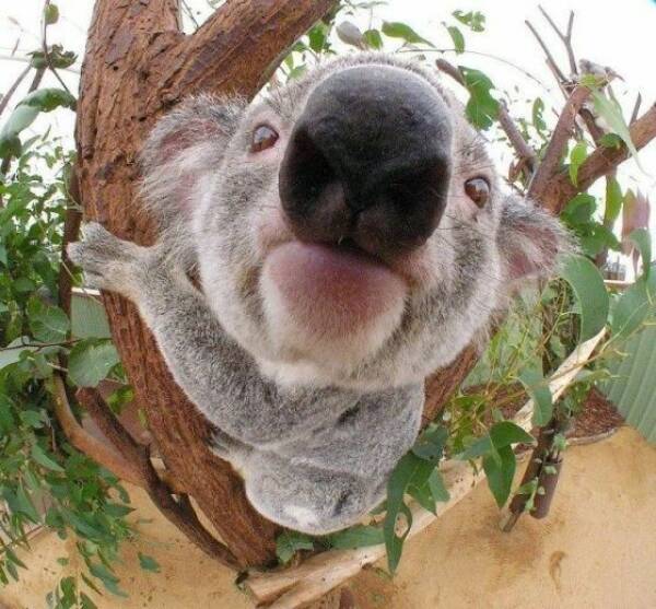 koala closeup Blank Meme Template