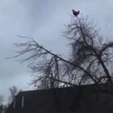 Chicken on tree Blank Meme Template