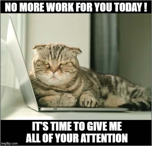 A Demanding Cat On A Laptop | NO MORE WORK FOR YOU TODAY ! IT'S TIME TO GIVE ME
ALL OF YOUR ATTENTION | image tagged in cats,laptop,attention | made w/ Imgflip meme maker