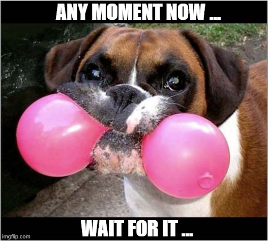 Anticipation ... | ANY MOMENT NOW ... WAIT FOR IT ... | image tagged in dogs,balloon,anticipation,bang | made w/ Imgflip meme maker