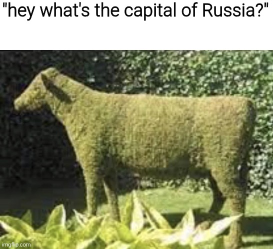 Moss cow | "hey what's the capital of Russia?" | image tagged in memes,meme,funny,funny memes | made w/ Imgflip meme maker