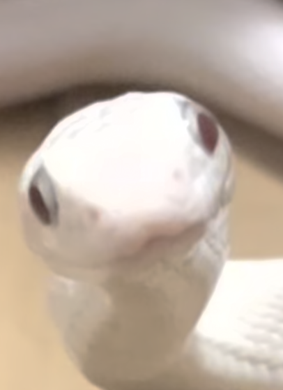 Snake stare Blank Meme Template