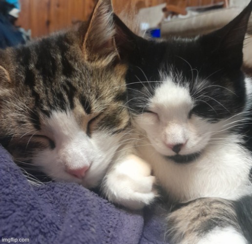 ooh eeh ooh ah ah ting tang walla walla bing bang | image tagged in ooh eeh ooh ah ah ting tang walla walla bing bang | made w/ Imgflip meme maker