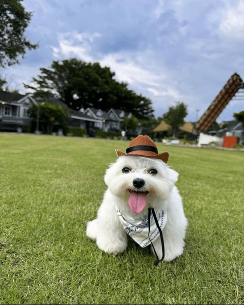 fool, chump, dork, dunderhead, halfwit, nincompoop, and numbskull. schmuck, twit, jerk, and plank to wally, prat, and plonker. o | made w/ Imgflip meme maker