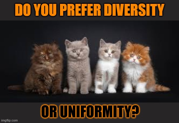 This #lolcat wonders why hoo-mens chose uniformity over diversity | DO YOU PREFER DIVERSITY; OR UNIFORMITY? | image tagged in diversity,uniform,lolcat | made w/ Imgflip meme maker