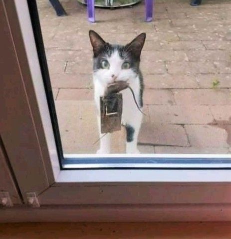 Chrisjoines1 Blank Meme Template