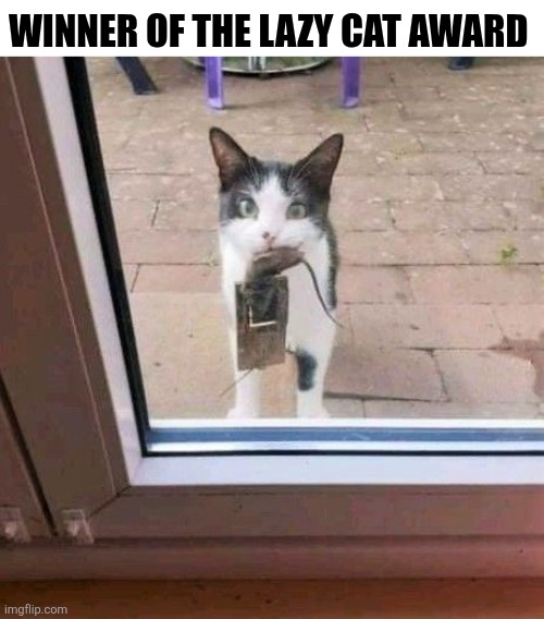 Winner Of The Lazy Cat Award | WINNER OF THE LAZY CAT AWARD | image tagged in chrisjoines1 | made w/ Imgflip meme maker