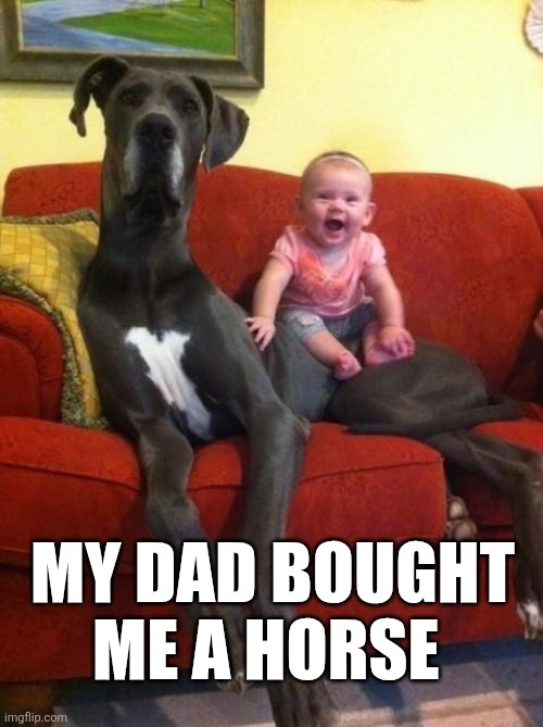 My Dad Bought Me A Horse | MY DAD BOUGHT ME A HORSE | image tagged in chrisjoines1 | made w/ Imgflip meme maker