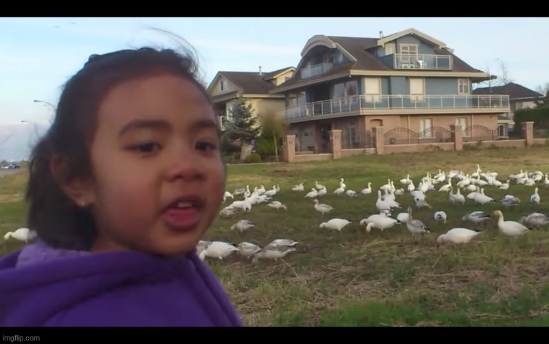 LOOK AT ALL THOSE CHICKENS | image tagged in look at all those chickens | made w/ Imgflip meme maker