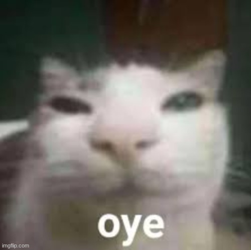 low quality oye | image tagged in cat meme | made w/ Imgflip meme maker