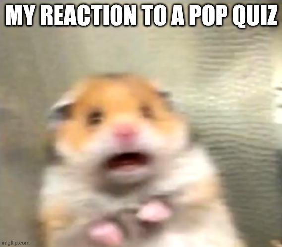 Scared Hamster | MY REACTION TO A POP QUIZ | image tagged in scared hamster | made w/ Imgflip meme maker