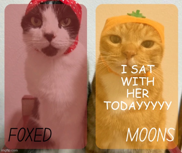 AHHHH | I SAT WITH HER TODAYYYYY | image tagged in foxed and moons kitty temp 2 | made w/ Imgflip meme maker